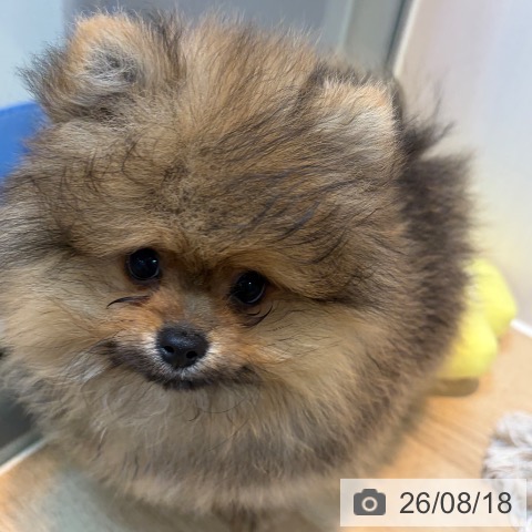 ポメラニアンの写真