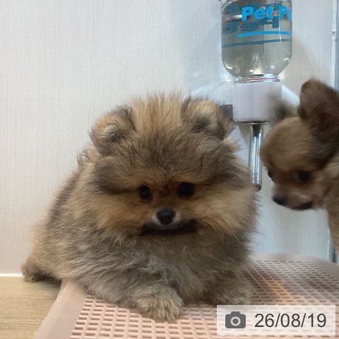 ポメラニアンの写真
