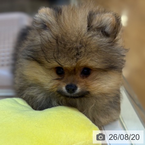 京都府のポメラニアン (ペットプラス イオンモールKYOTO店/2026年6月6日生まれ/男の子/オレンジ)の子犬の3枚目の画像