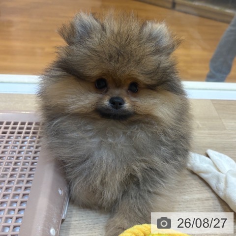 京都府のポメラニアン (ペットプラス イオンモールKYOTO店/2026年6月6日生まれ/男の子/オレンジ)の子犬の3枚目の画像