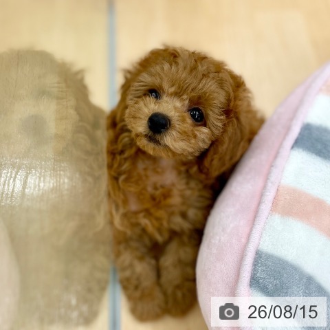 トイ・プードルの写真