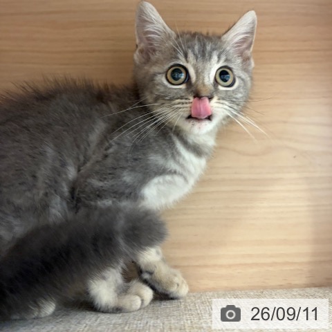 大阪府のマンチカン (ペットプラス 堺北花田店/2026年6月12日生まれ/男の子/ブルータビー)の子猫の4枚目の画像