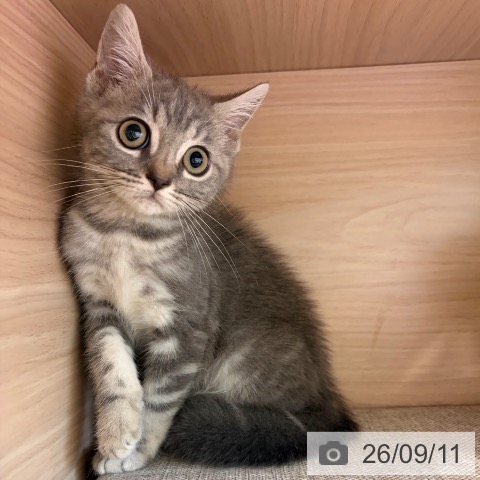 大阪府のマンチカン (ペットプラス 堺北花田店/2026年6月12日生まれ/男の子/ブルータビー)の子猫の3枚目の画像