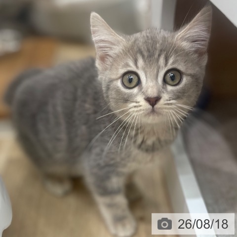 大阪府のマンチカン (ペットプラス イオン大日店/2026年6月12日生まれ/女の子/ブルークリーム)の子猫の4枚目の画像