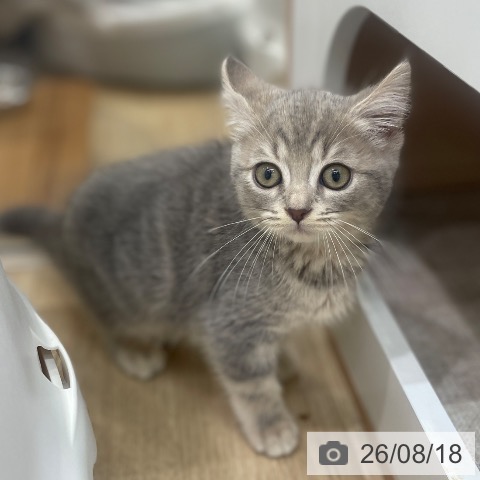 大阪府のマンチカン (ペットプラス イオン大日店/2026年6月12日生まれ/女の子/ブルークリーム)の子猫の3枚目の画像