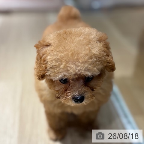 トイ・プードルの写真