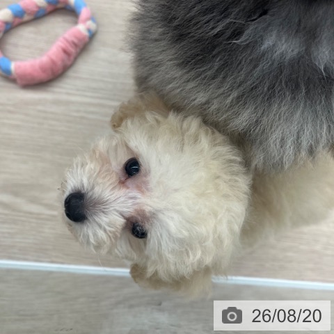 京都府のトイプードル(トイ) (ペットプラス 京都桂川店/2026年6月10日生まれ/女の子/ペールフォーン)の子犬の4枚目の画像
