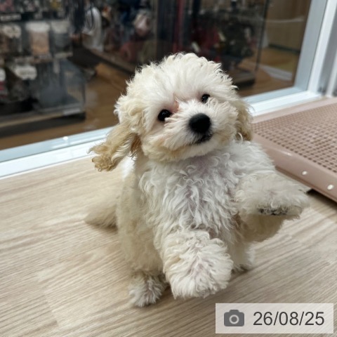 京都府のトイプードル(トイ) (ペットプラス 京都桂川店/2026年6月10日生まれ/女の子/ペールフォーン)の子犬の3枚目の画像
