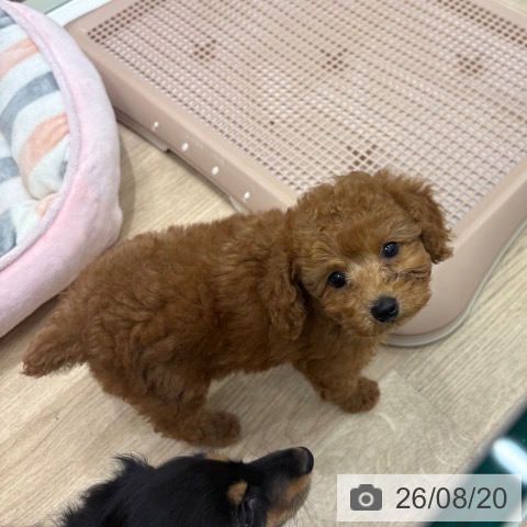 大阪府のトイプードル(トイ) (ペットプラス 鶴見店/2026年6月17日生まれ/男の子/レッドフォーン)の子犬の4枚目の画像