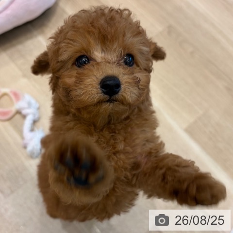大阪府のトイプードル(トイ) (ペットプラス 堺北花田店/2026年6月17日生まれ/男の子/レッドフォーン)の子犬の4枚目の画像