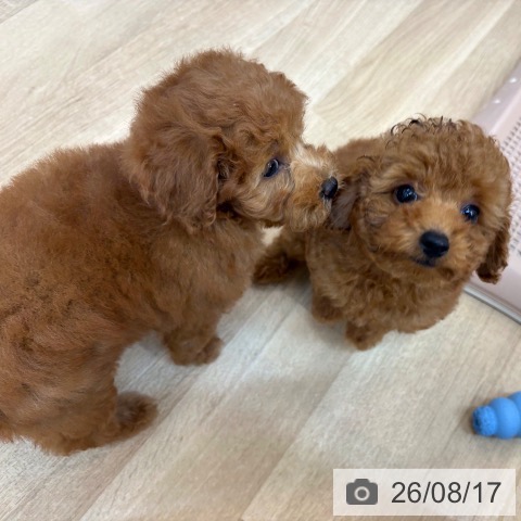 京都府のトイプードル(トイ) (ペットプラス 久御山店/2026年6月13日生まれ/男の子/レッドフォーン)の子犬の4枚目の画像