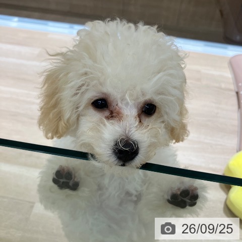 新潟県のトイプードル(トイ) (ペットプラス 新潟亀田インター店/2026年6月12日生まれ/男の子/ペールフォーン)の子犬の4枚目の画像