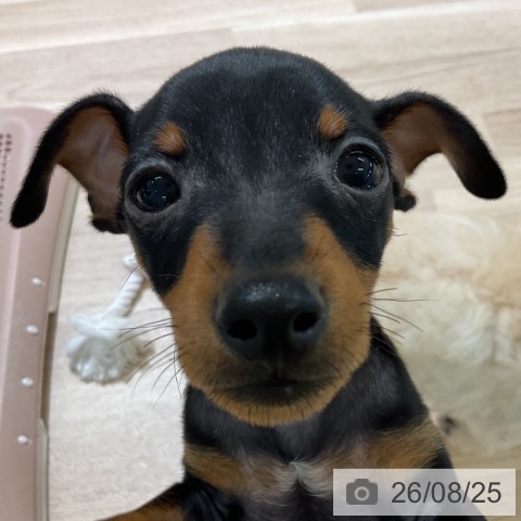 ミニチュア・ピンシャーの写真
