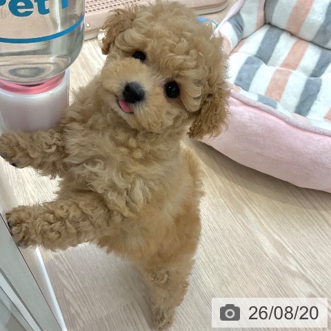 大阪府のトイプードル(トイ) (ペットプラス ららぽーと和泉店/2026年6月18日生まれ/女の子/ペールフォーン)の子犬の4枚目の画像