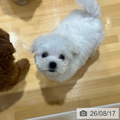 マルチーズの写真