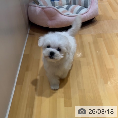マルチーズの写真
