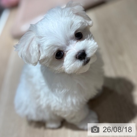 マルチーズの写真