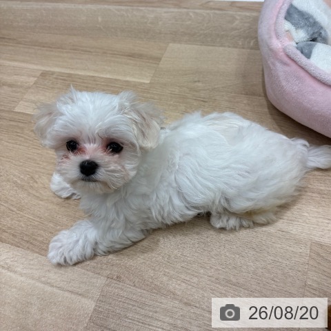 大阪府のマルチーズ (ペットプラス 鶴見店/2026年6月17日生まれ/女の子/ホワイト)の子犬の4枚目の画像