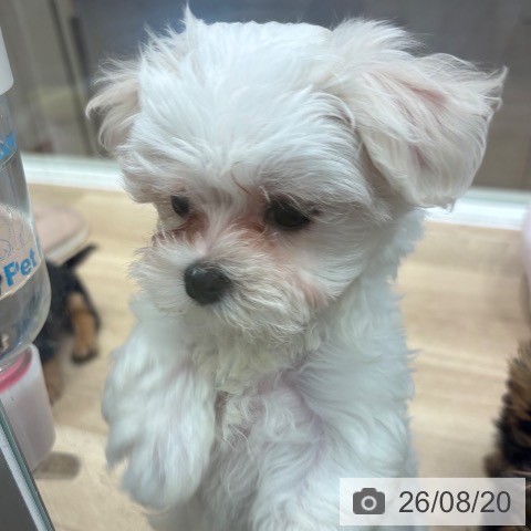大阪府のマルチーズ (ペットプラス 鶴見店/2026年6月17日生まれ/女の子/ホワイト)の子犬の3枚目の画像