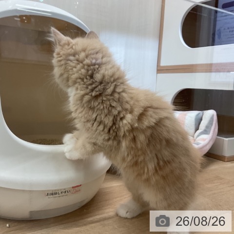 ノルウェージャンフォレストキャットの写真