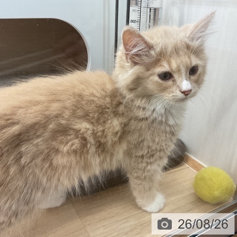 ノルウェージャンフォレストキャットの写真