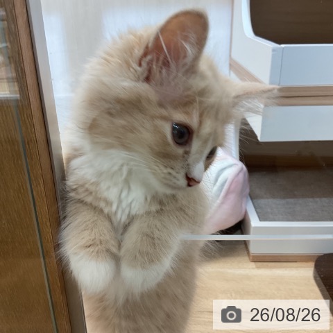 ノルウェージャンフォレストキャットの写真