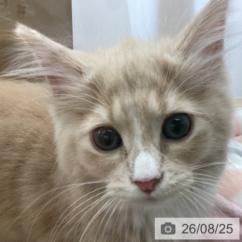 ノルウェージャンフォレストキャットの写真