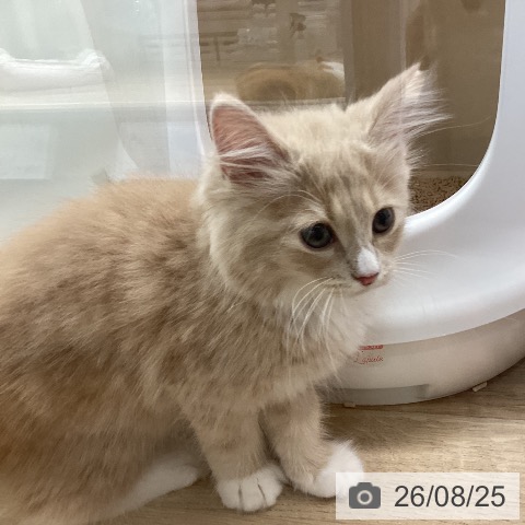ノルウェージャンフォレストキャットの写真