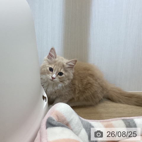 ノルウェージャンフォレストキャットの写真