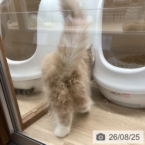 ノルウェージャンフォレストキャットの写真
