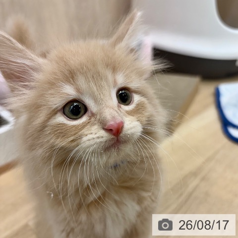ノルウェージャンフォレストキャットの写真