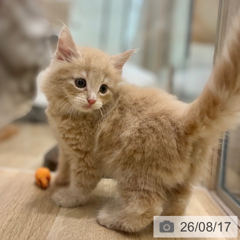 ノルウェージャンフォレストキャットの写真
