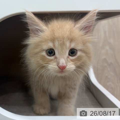 ノルウェージャンフォレストキャットの写真