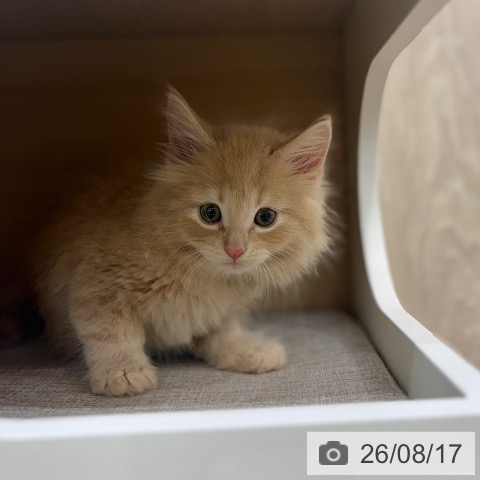 ノルウェージャンフォレストキャットの写真