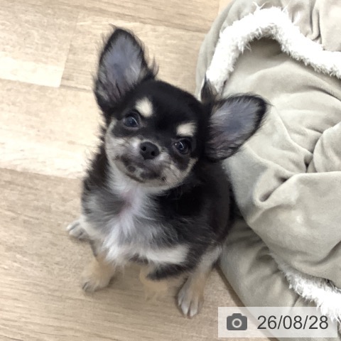 チワワの写真
