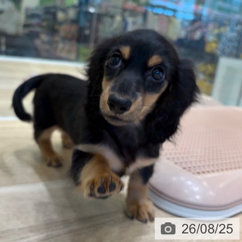 大阪府のカニンヘンダックスフンド(ロング) (ペットプラス 堺北花田店/2026年6月17日生まれ/女の子/ブラックタン)の子犬の3枚目の画像