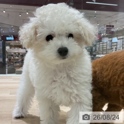 新潟県のトイプードル(トイ) (ペットプラス 新潟亀田インター店/2026年6月12日生まれ/男の子/ホワイト)の子犬の3枚目の画像