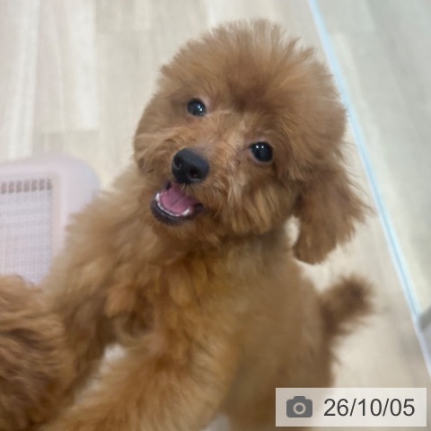 大阪府のトイプードル(トイ) (ペットプラス 堺北花田店/2026年6月17日生まれ/男の子/レッドフォーン)の子犬の4枚目の画像