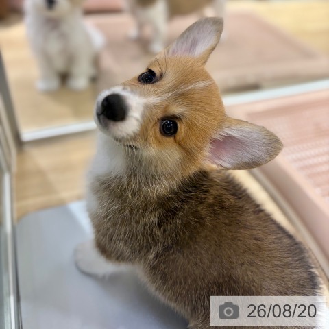 ウェルシュ・コーギー・ペンブロークの写真