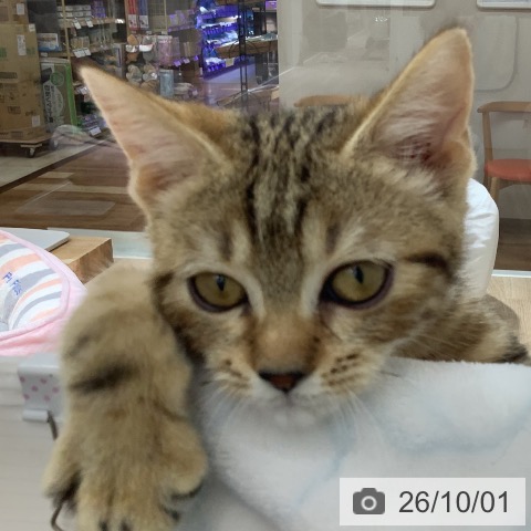 長野県のマンチカン (ペットプラス 長野店/2026年6月12日生まれ/女の子/ブラウンタビー)の子猫の3枚目の画像