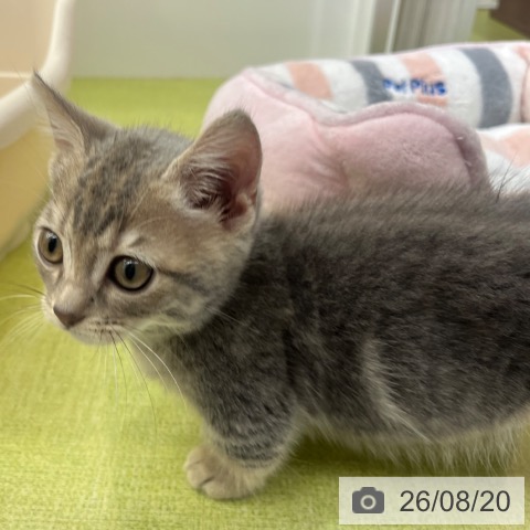 マンチカンの写真