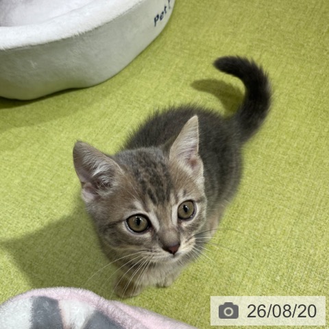 マンチカンの写真