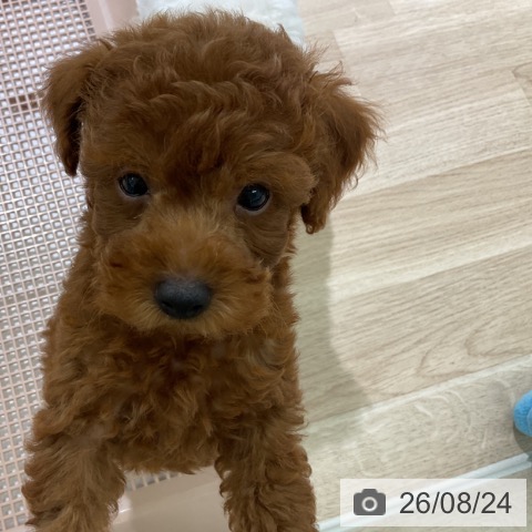 新潟県のトイプードル(トイ) (ペットプラス 新潟亀田インター店/2026年6月14日生まれ/男の子/レッド)の子犬の4枚目の画像