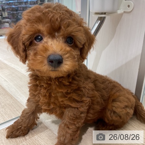 新潟県のトイプードル(トイ) (ペットプラス 新潟亀田インター店/2026年6月14日生まれ/男の子/レッド)の子犬の3枚目の画像