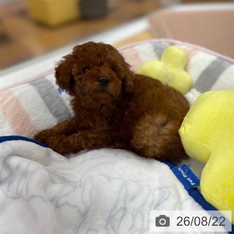 京都府のトイプードル(トイ) (ペットプラス 醍醐店/2026年6月22日生まれ/男の子/レッド)の子犬の4枚目の画像