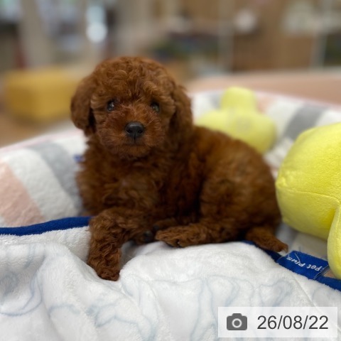 京都府のトイプードル(トイ) (ペットプラス 醍醐店/2026年6月22日生まれ/男の子/レッド)の子犬の3枚目の画像