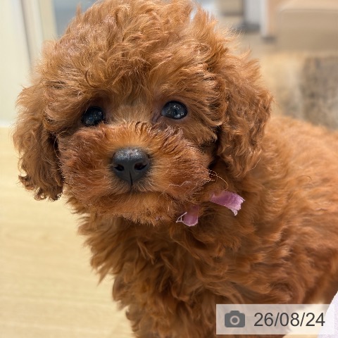 大阪府のトイプードル(トイ) (ペットプラス イオン大日店/2026年6月22日生まれ/女の子/レッド)の子犬の4枚目の画像