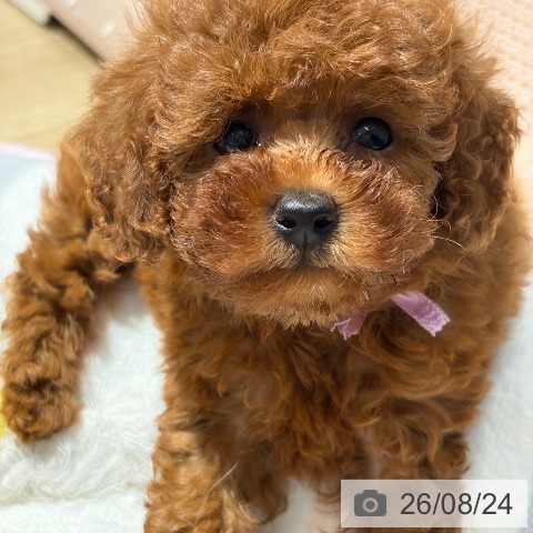大阪府のトイプードル(トイ) (ペットプラス イオン大日店/2026年6月22日生まれ/女の子/レッド)の子犬の3枚目の画像