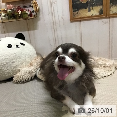 チワワの写真