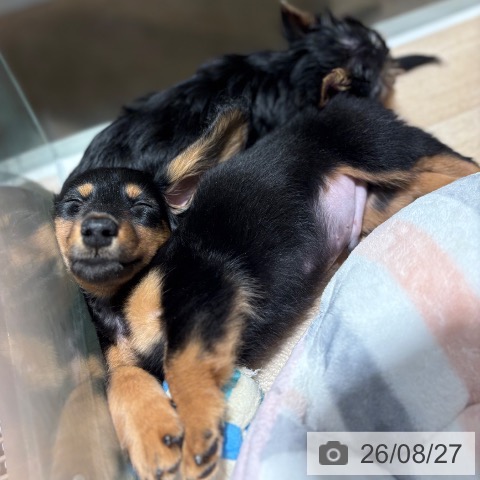 兵庫県のカニンヘンダックスフンド(ロング) (ペットプラス 神戸三宮店/2026年6月22日生まれ/男の子/ブラックタン)の子犬の4枚目の画像